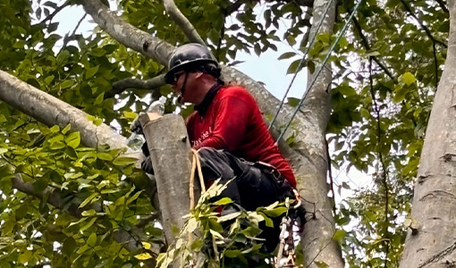 Tree Services